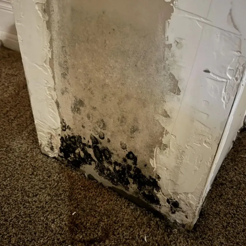 Professional Mold Removal in Atascosa County, TX